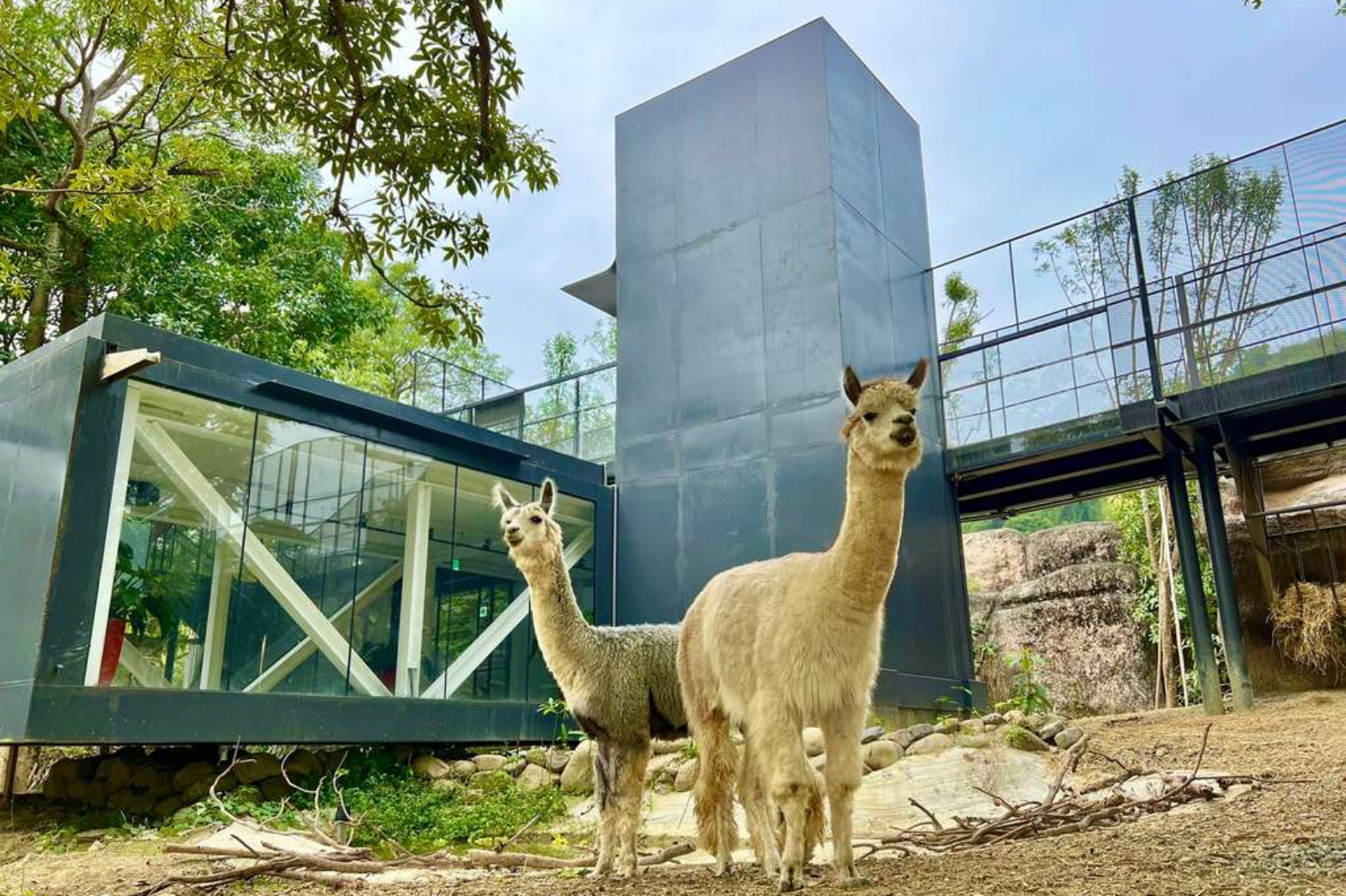 高雄鼓山區壽山動物園 園區內水豚山屋有可愛羊駝可欣賞