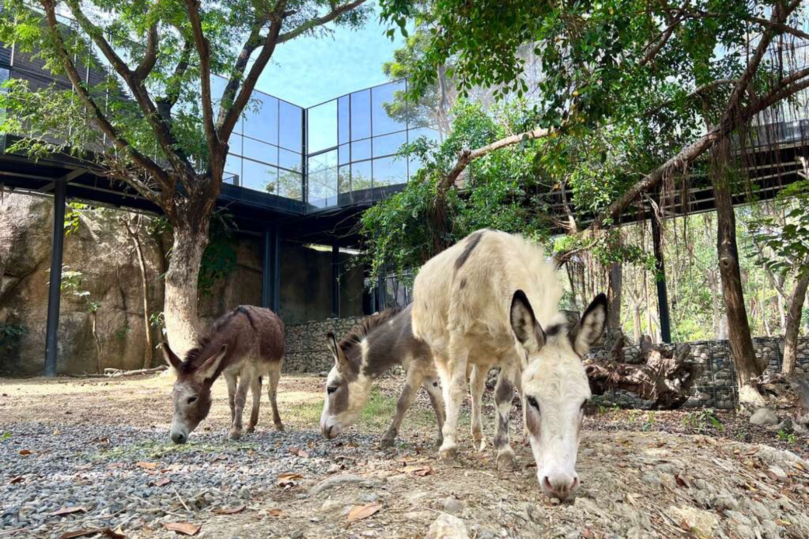 高雄鼓山區壽山動物園 園區內水豚山屋有可愛羊駝可欣賞