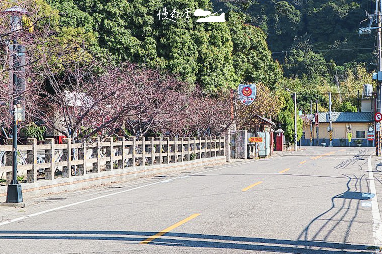 台中泰安派出所前櫻花林