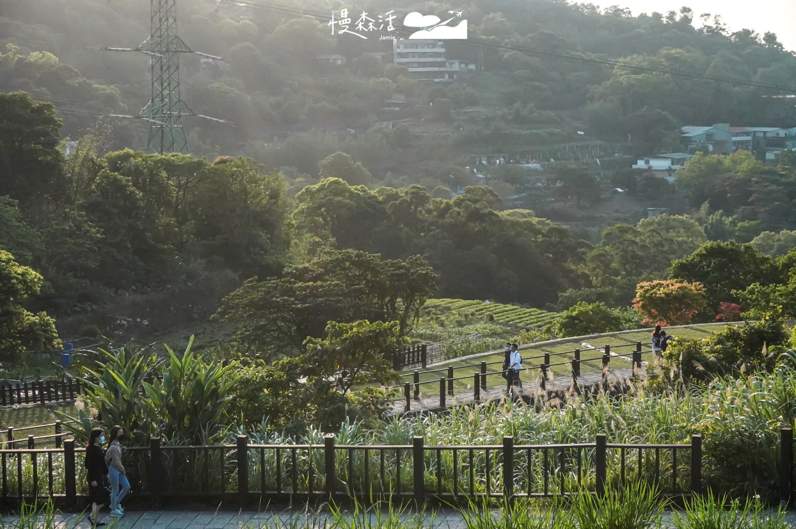 台北貓空樟樹步道