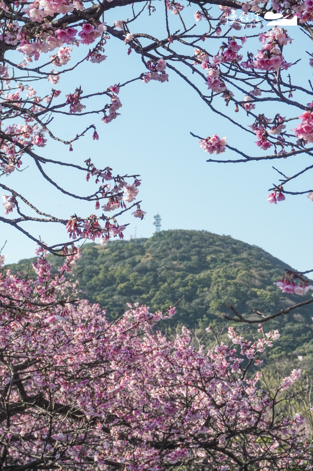 台北市士林區 陽明山平菁街42巷 櫻花巷 寒櫻盛開