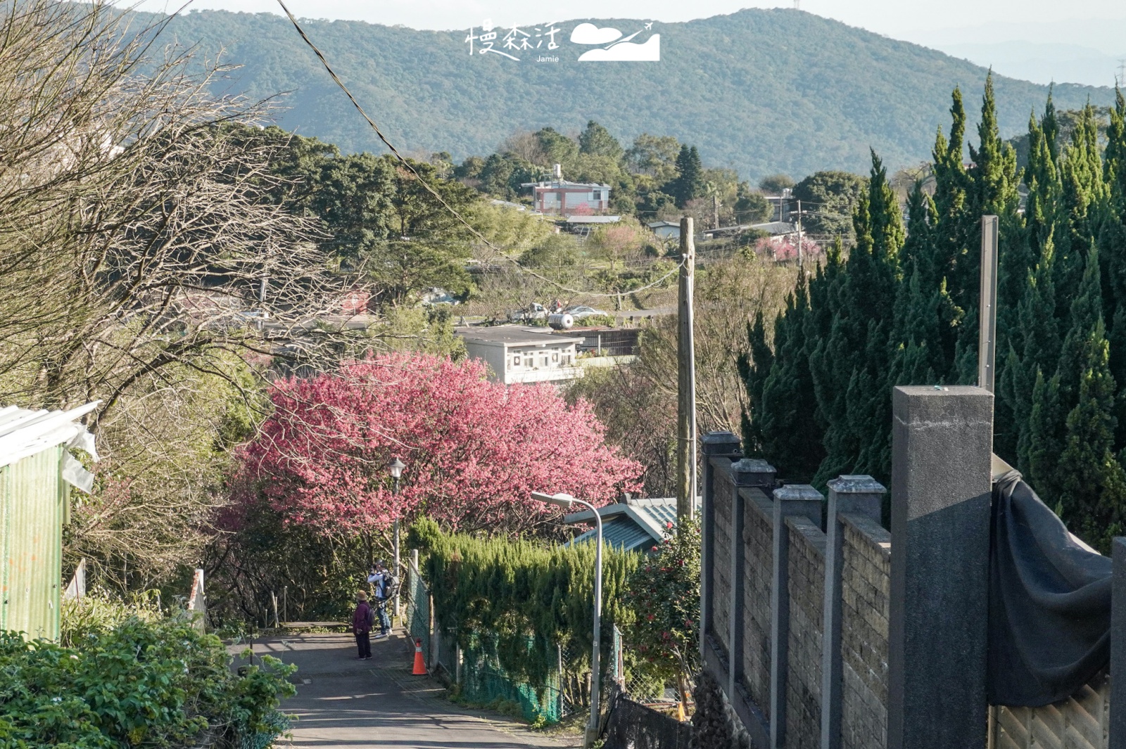 台北市士林區 陽明山平菁街42巷 櫻花巷 附近巷道