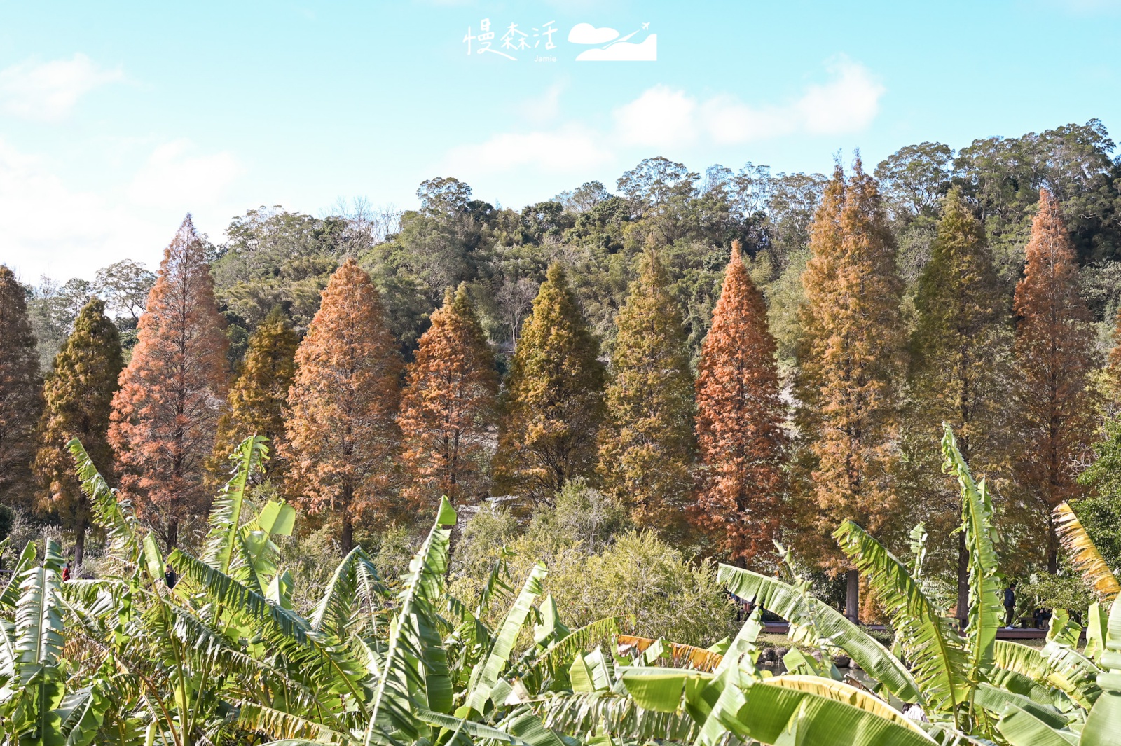 新竹縣北埔鄉 北埔六塘石柿餅-落羽松