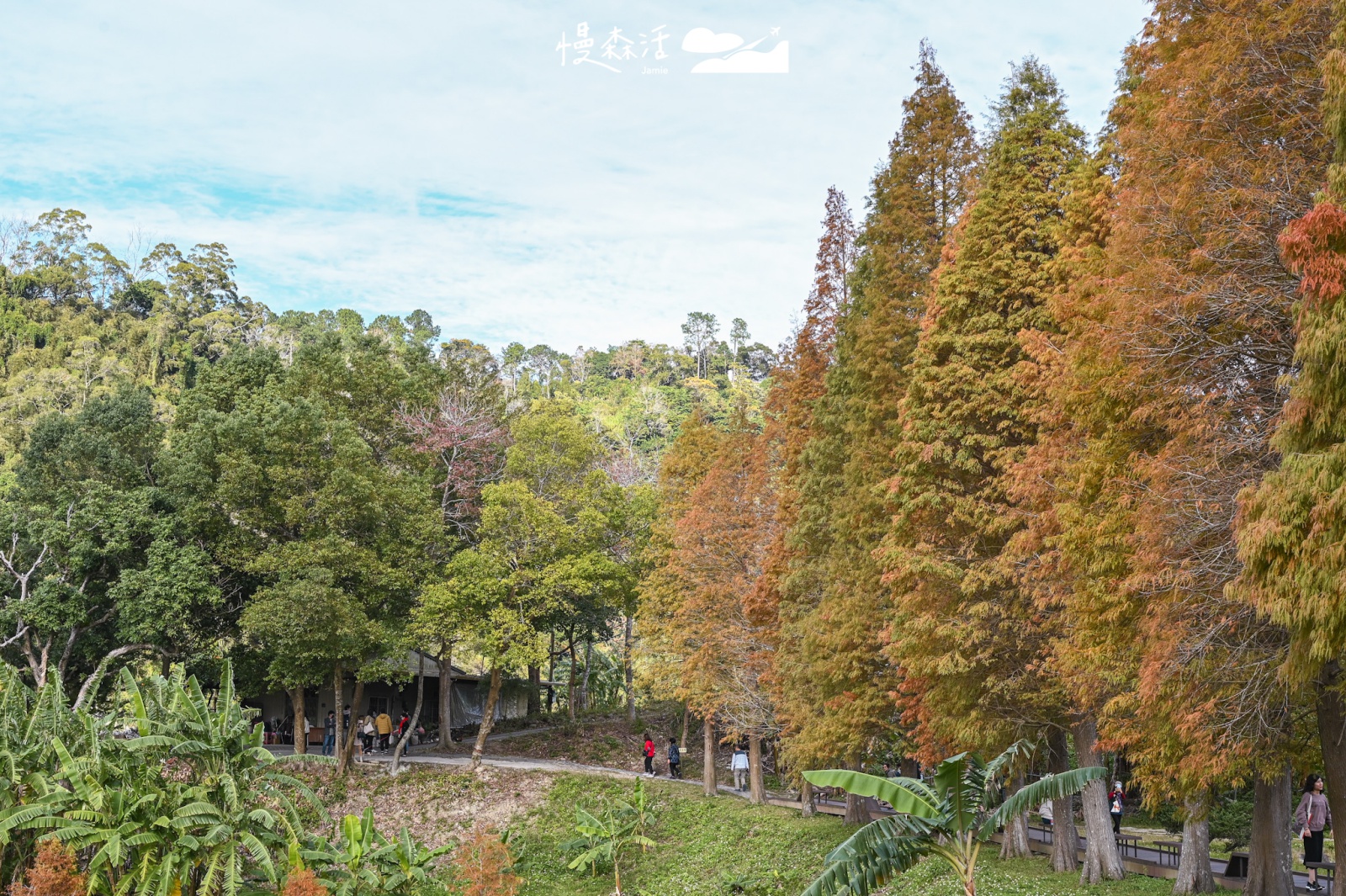 新竹縣北埔鄉 北埔六塘石柿餅-落羽松