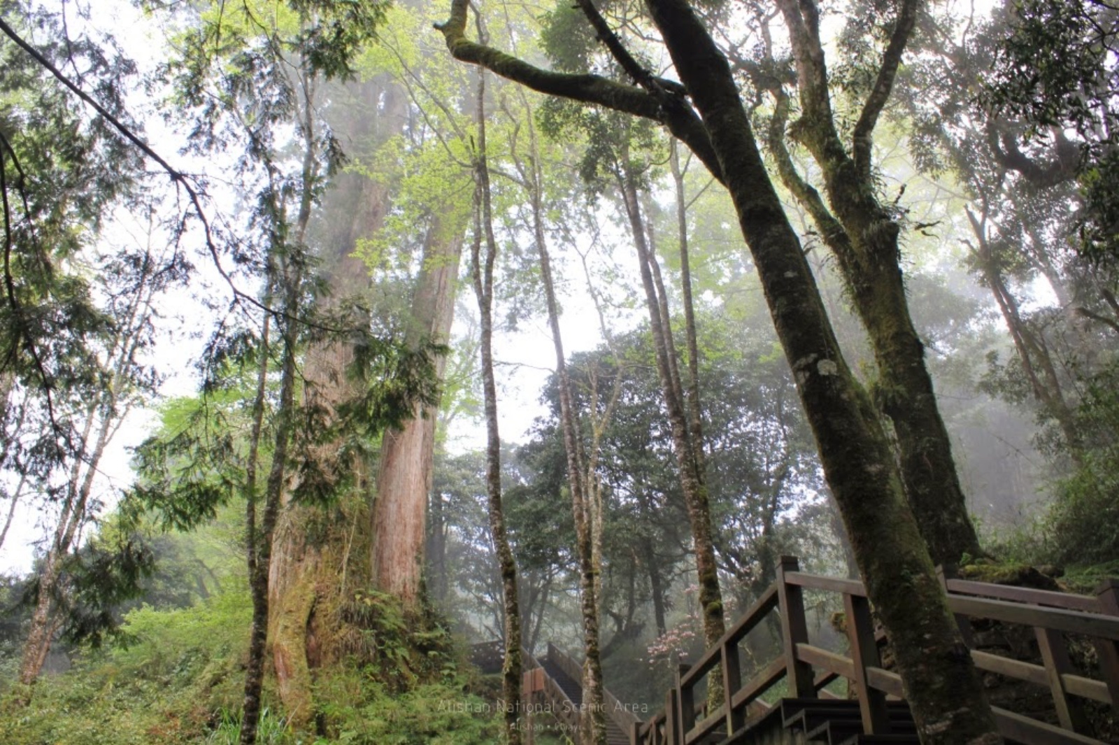 嘉義阿里山鄉｜阿里山國家森林遊樂區