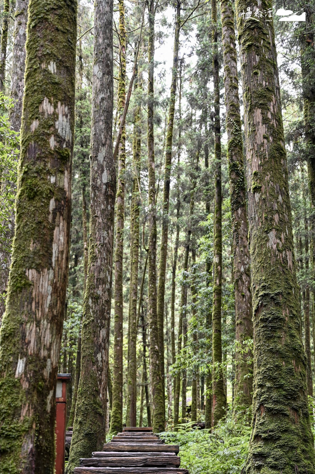 宜蘭大同鄉｜明池國家森林遊樂區