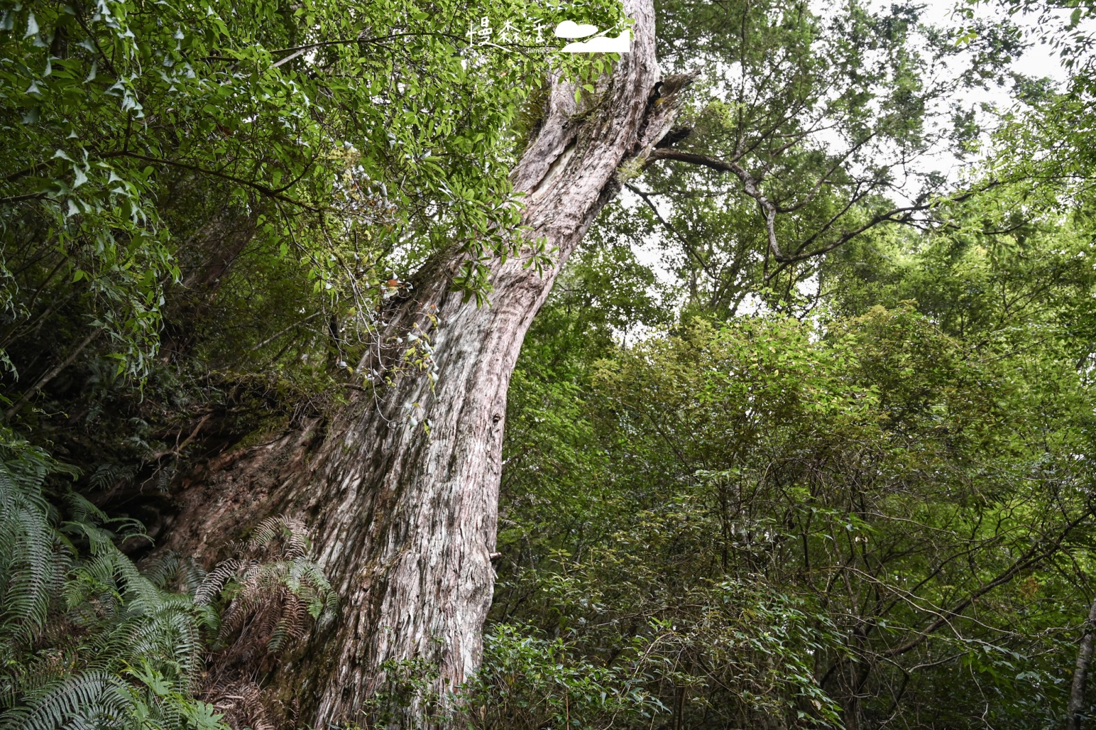 桃園復興鄉「拉拉山國家森林遊樂區」拉拉山神木步道 巨木群