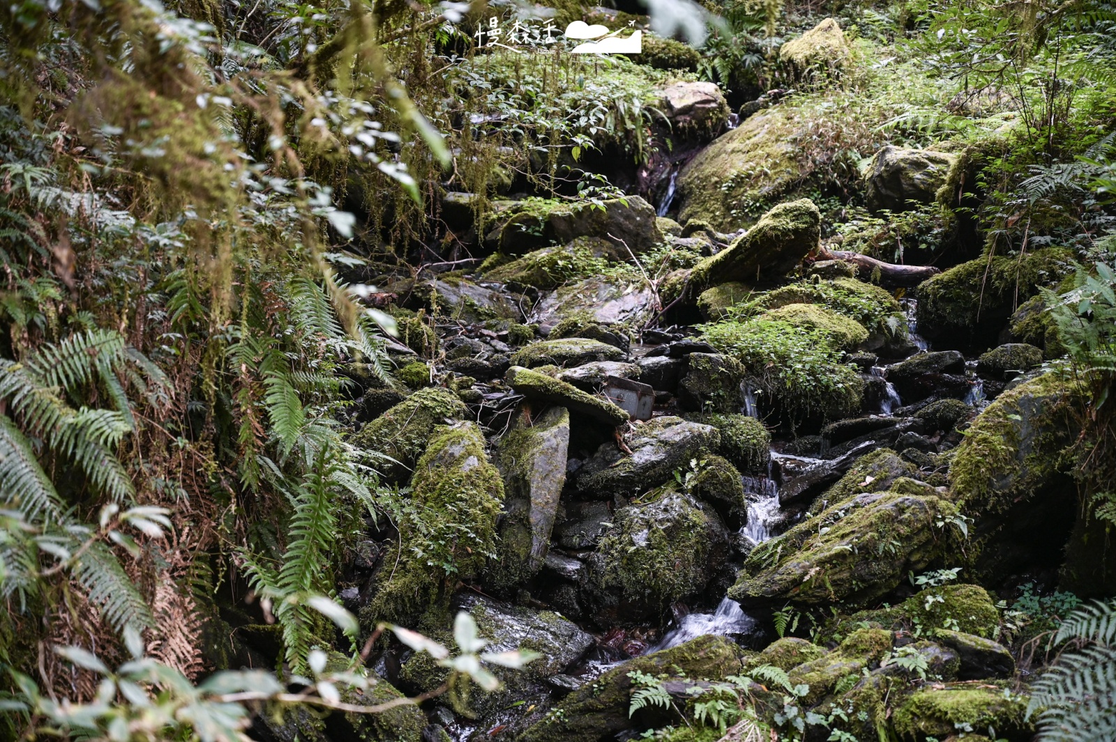 桃園復興鄉「拉拉山國家森林遊樂區」拉拉山神木步道 原始林相