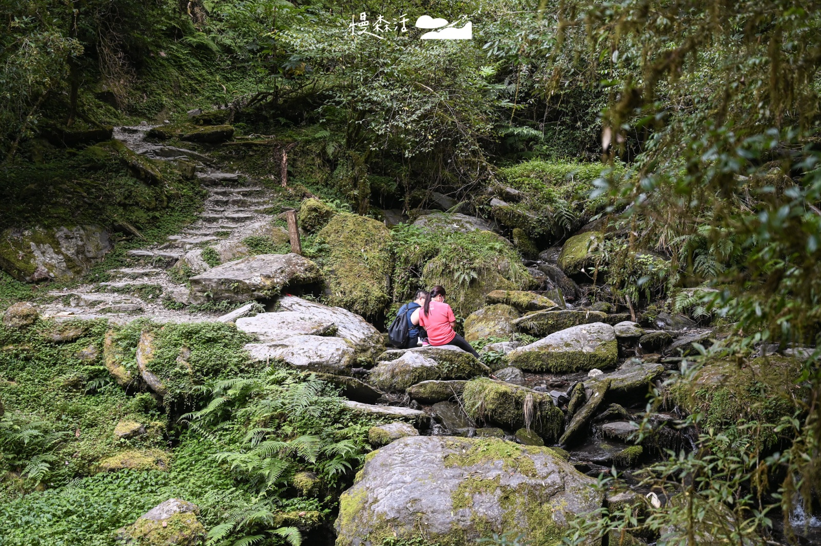 桃園復興鄉「拉拉山國家森林遊樂區」拉拉山神木步道