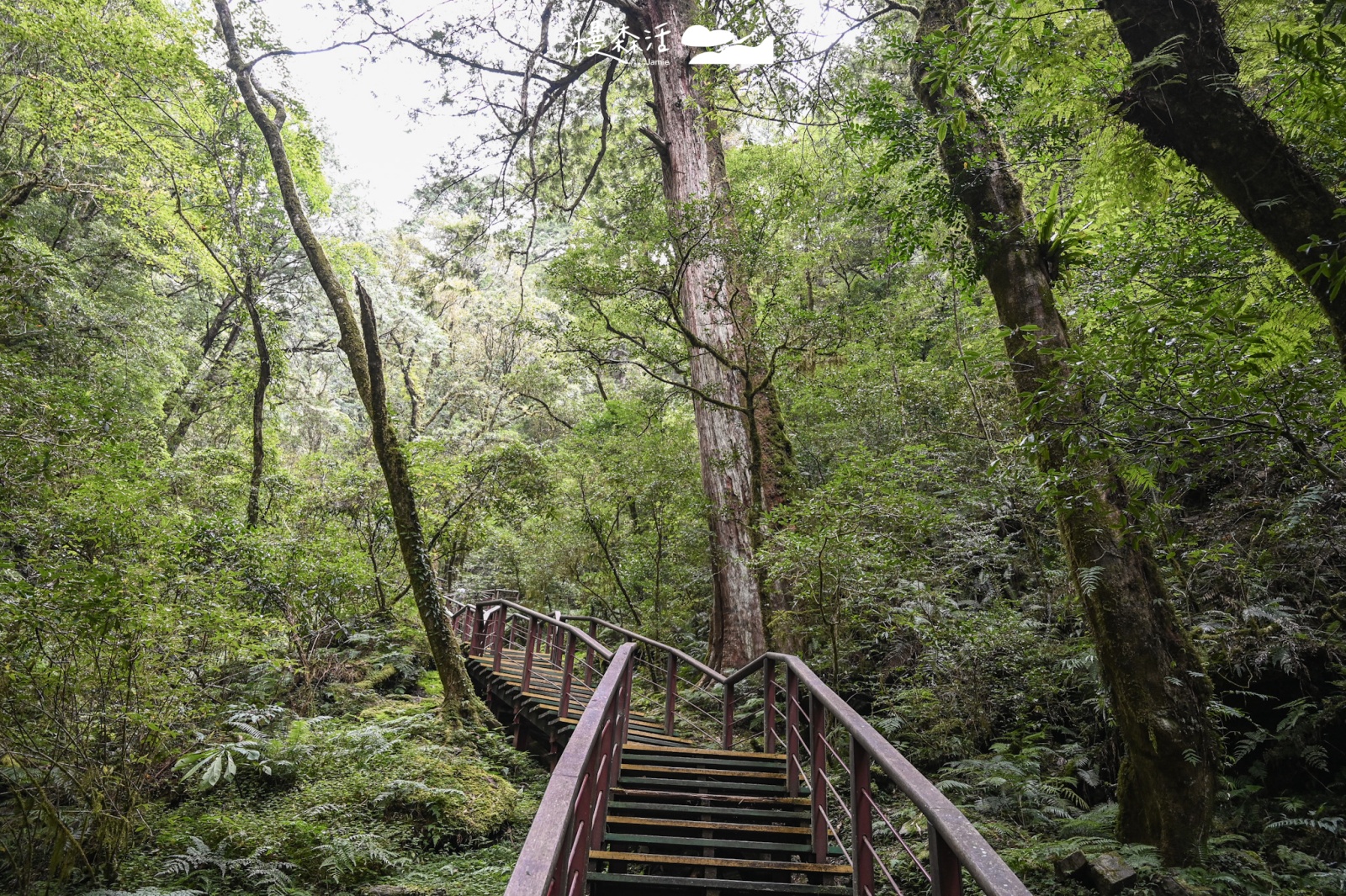 桃園復興鄉「拉拉山國家森林遊樂區」拉拉山神木步道