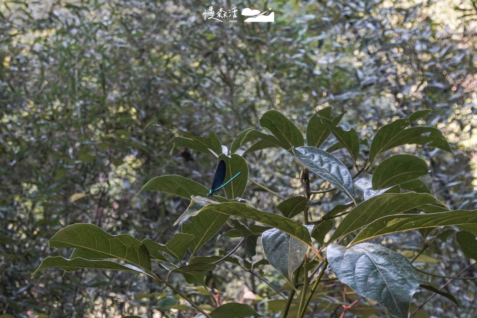 新北市烏來區福山部落 烏來蝴蝶公園 蜻蜓生態