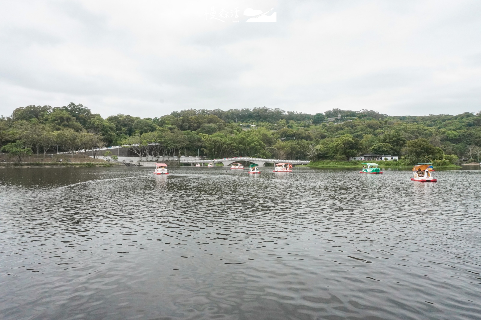 新竹市青草湖 湖上體驗踩踏天鵝船活動