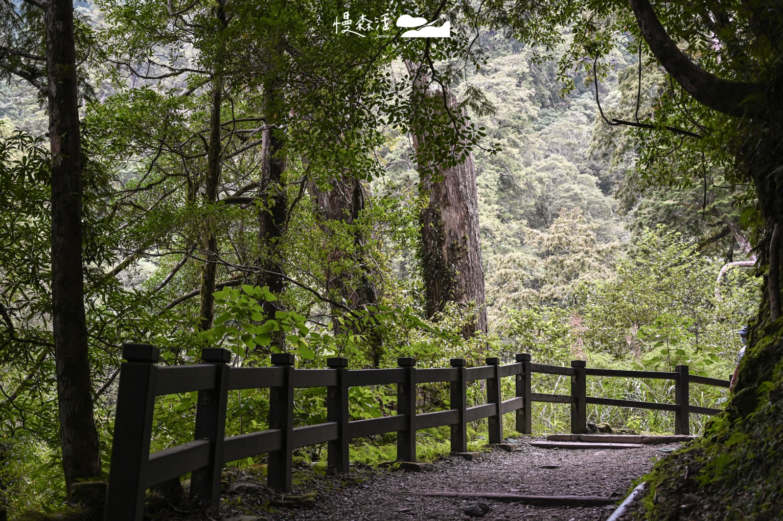 桃園復興區 拉拉山國家森林遊樂區 拉拉山巨木區