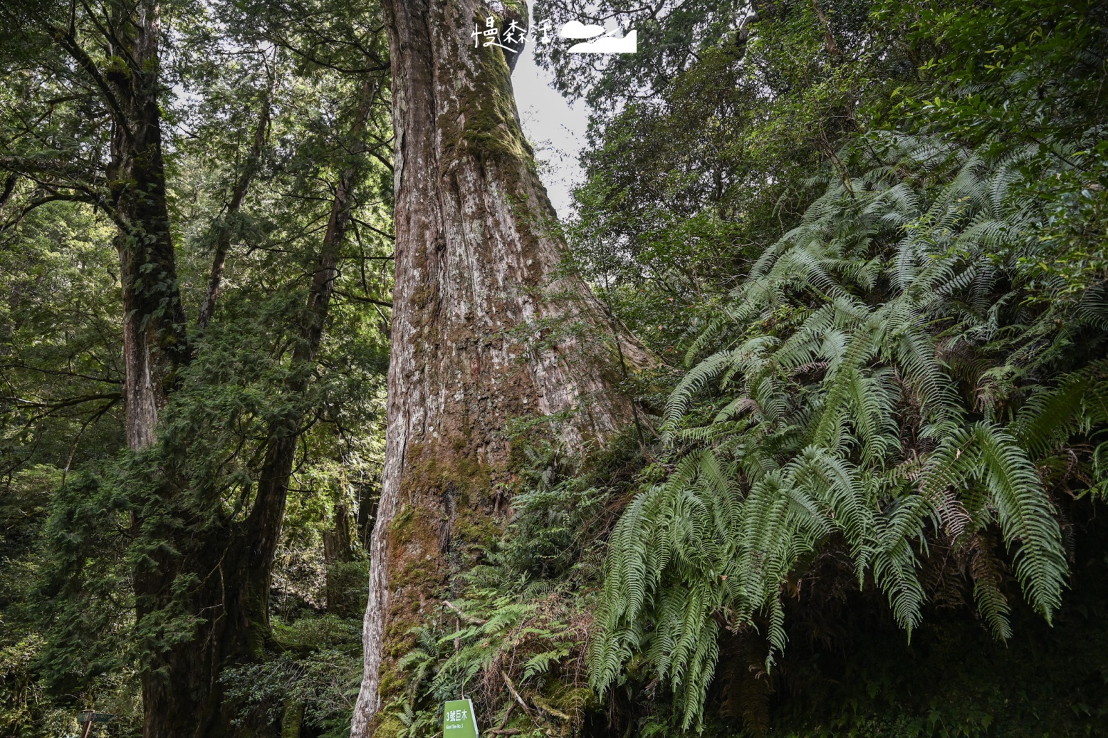 桃園復興區 拉拉山國家森林遊樂區 拉拉山巨木區 3號巨木