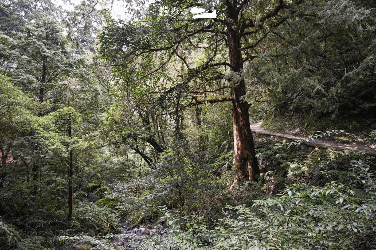 桃園復興區 拉拉山國家森林遊樂區 拉拉山巨木區