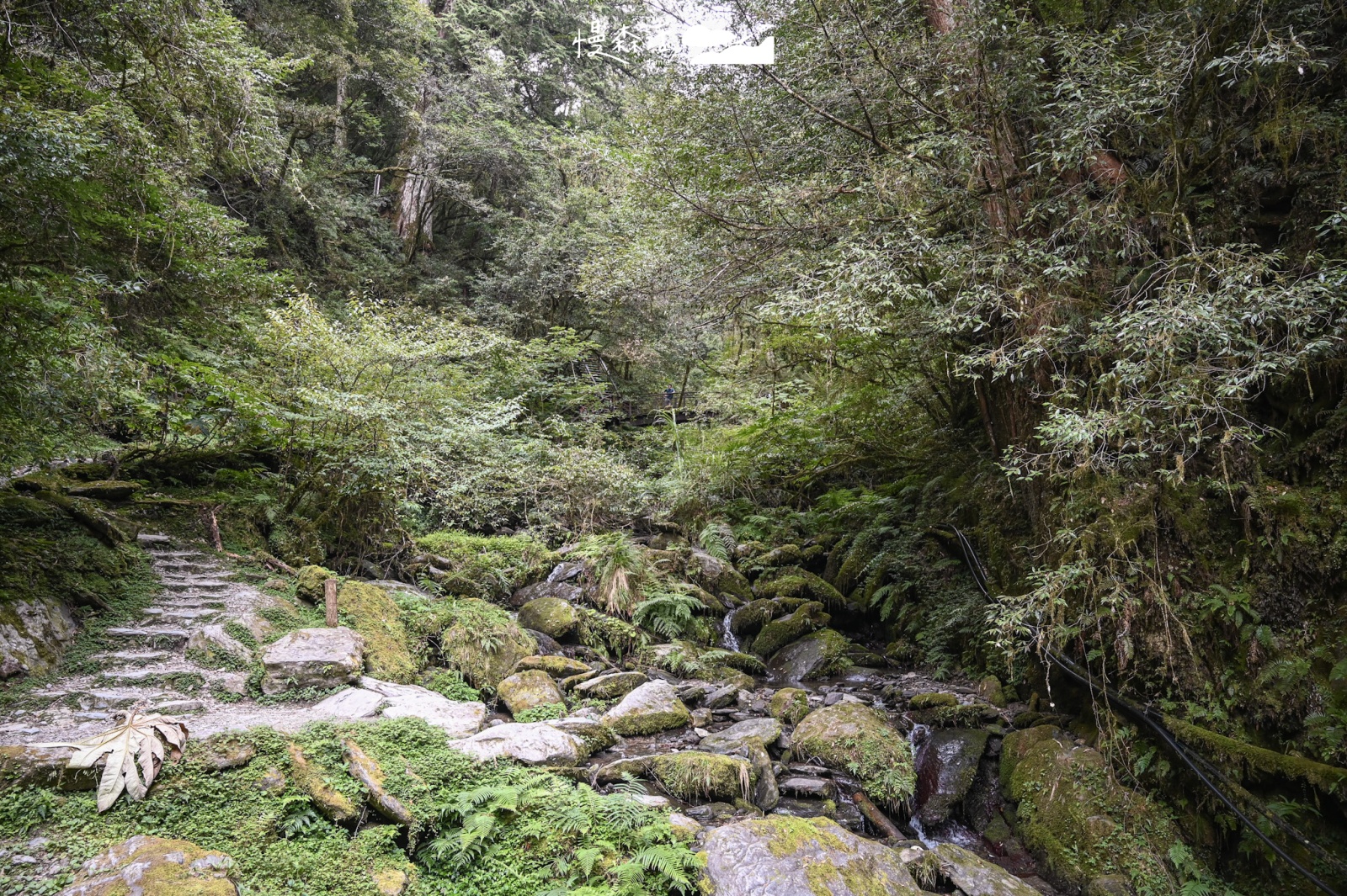 桃園復興區 拉拉山國家森林遊樂區 拉拉山巨木區