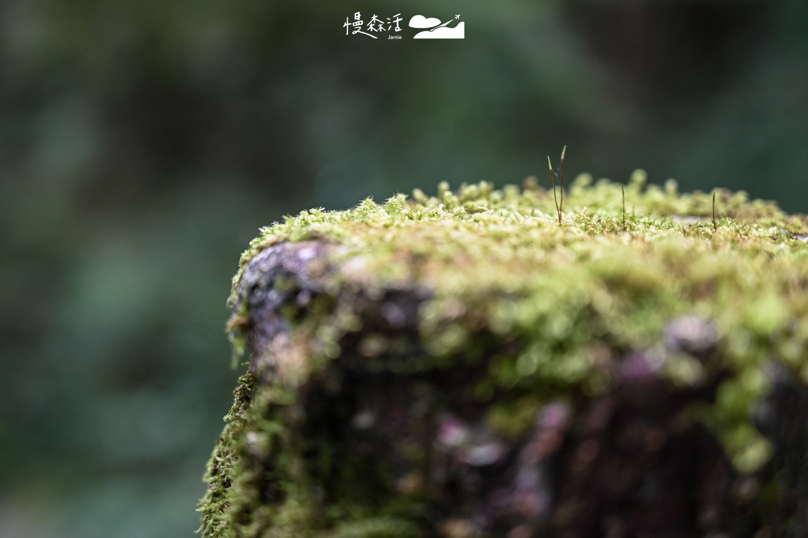 桃園復興區 拉拉山國家森林遊樂區 拉拉山巨木區生態