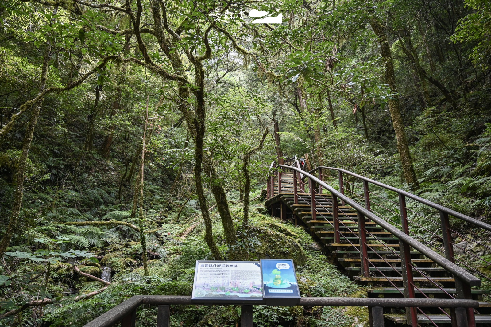 桃園拉拉山！漫步神木群步道巨木原始生態、必去景點