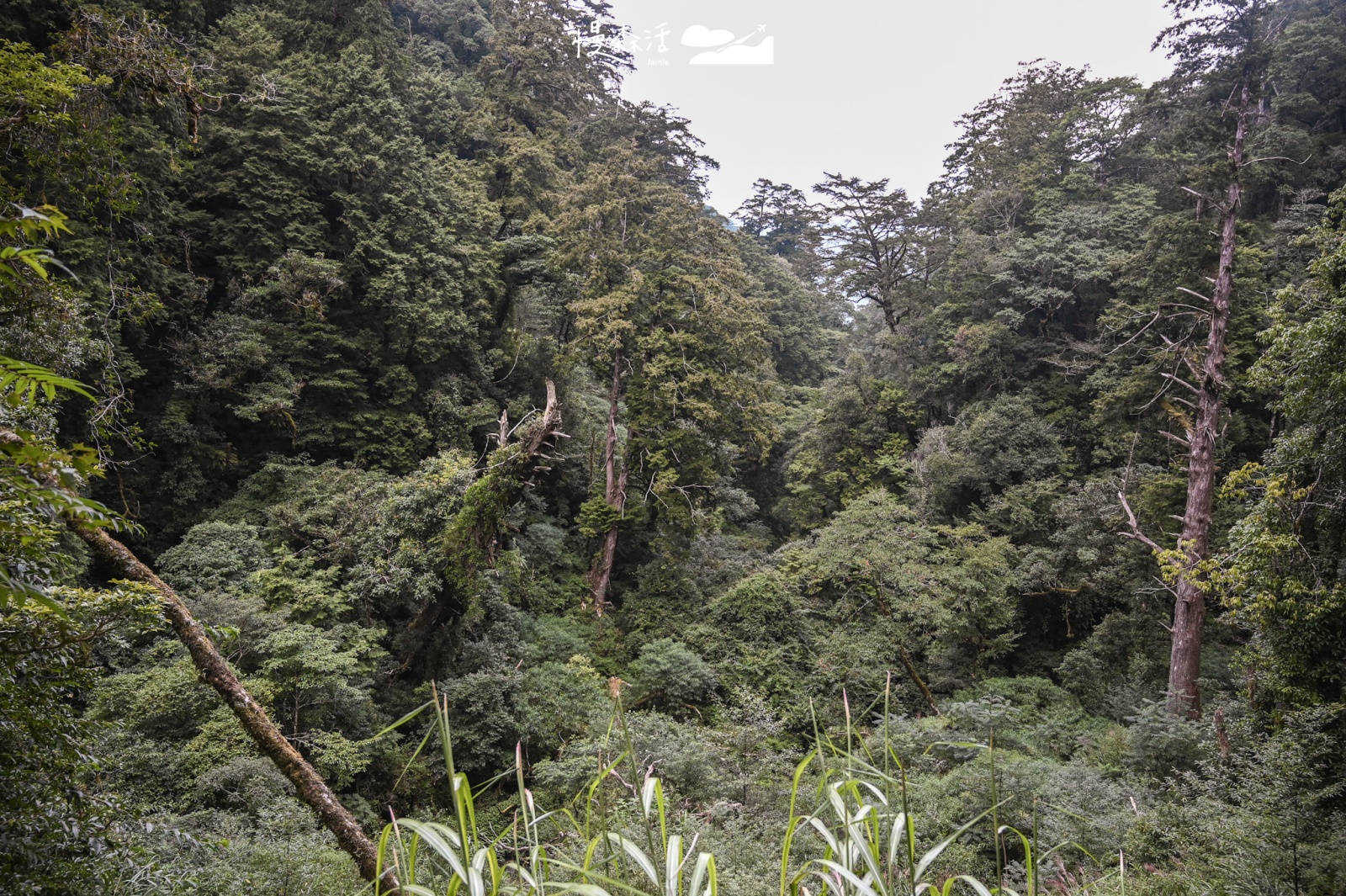 桃園復興區 拉拉山國家森林遊樂區 拉拉山巨木區枯倒樹木