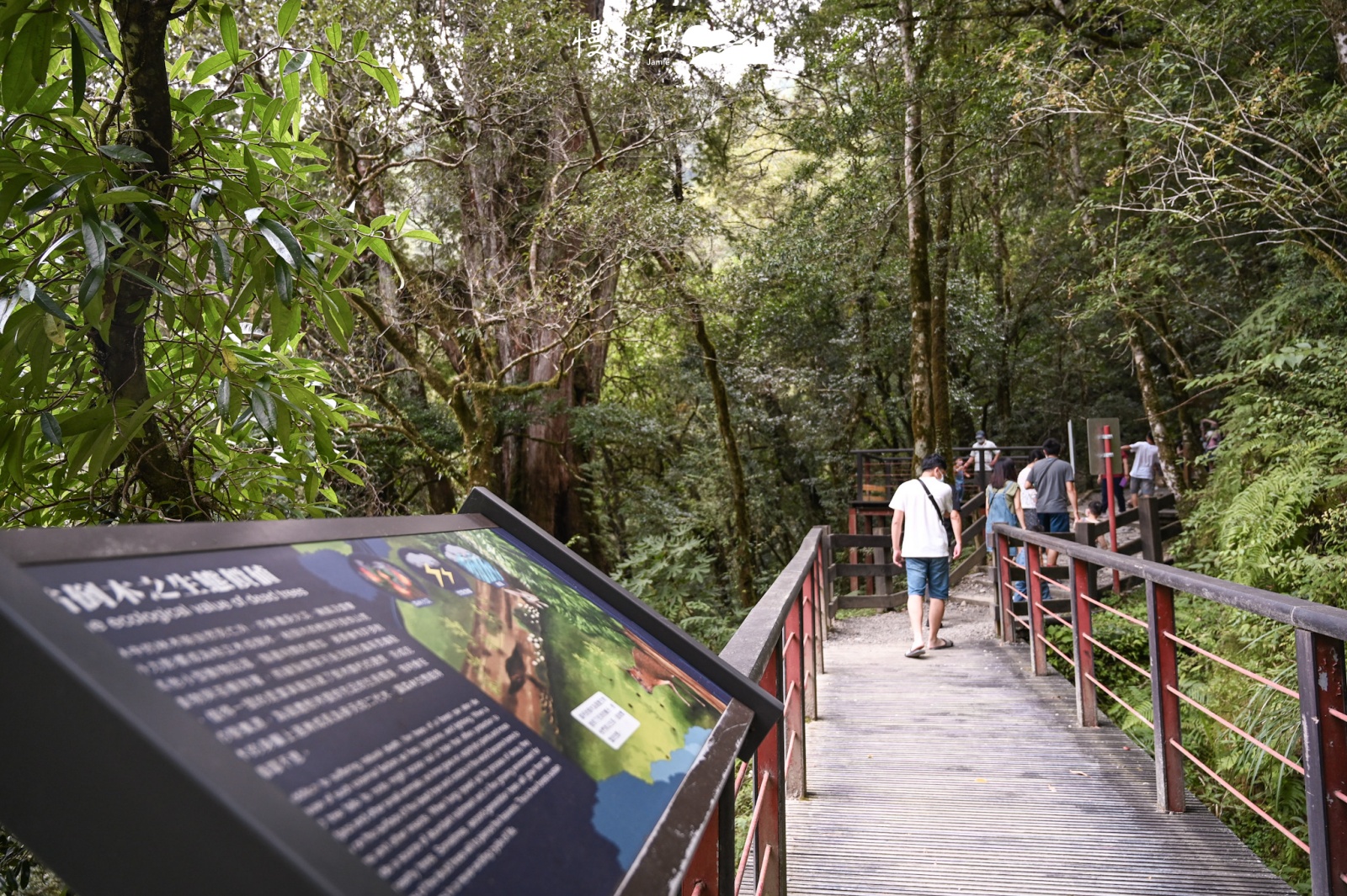 桃園復興區 拉拉山國家森林遊樂區 拉拉山巨木區 橋墩