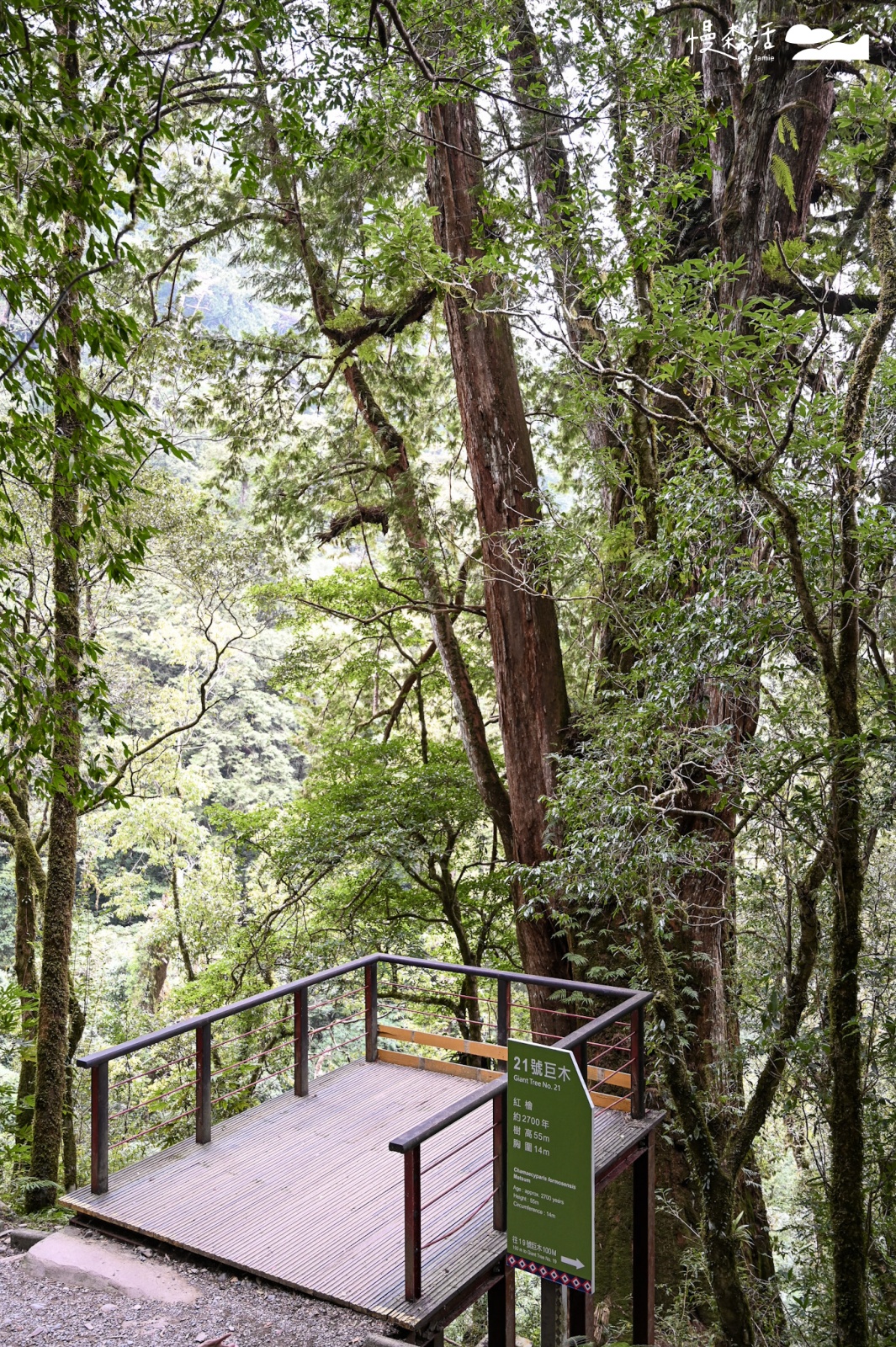 桃園復興區 拉拉山國家森林遊樂區 拉拉山巨木區 21號巨木