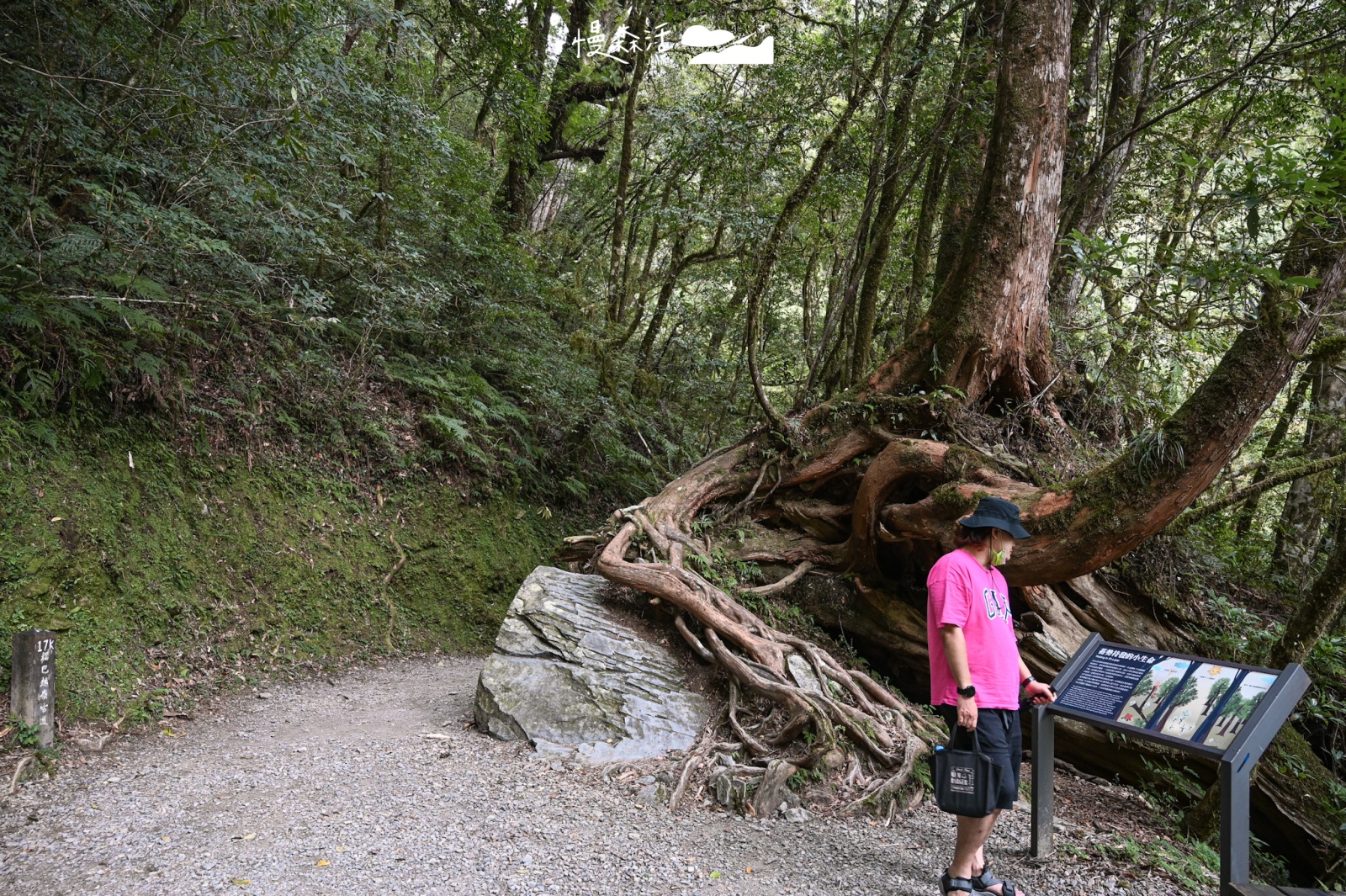 桃園復興區 拉拉山國家森林遊樂區 拉拉山巨木區