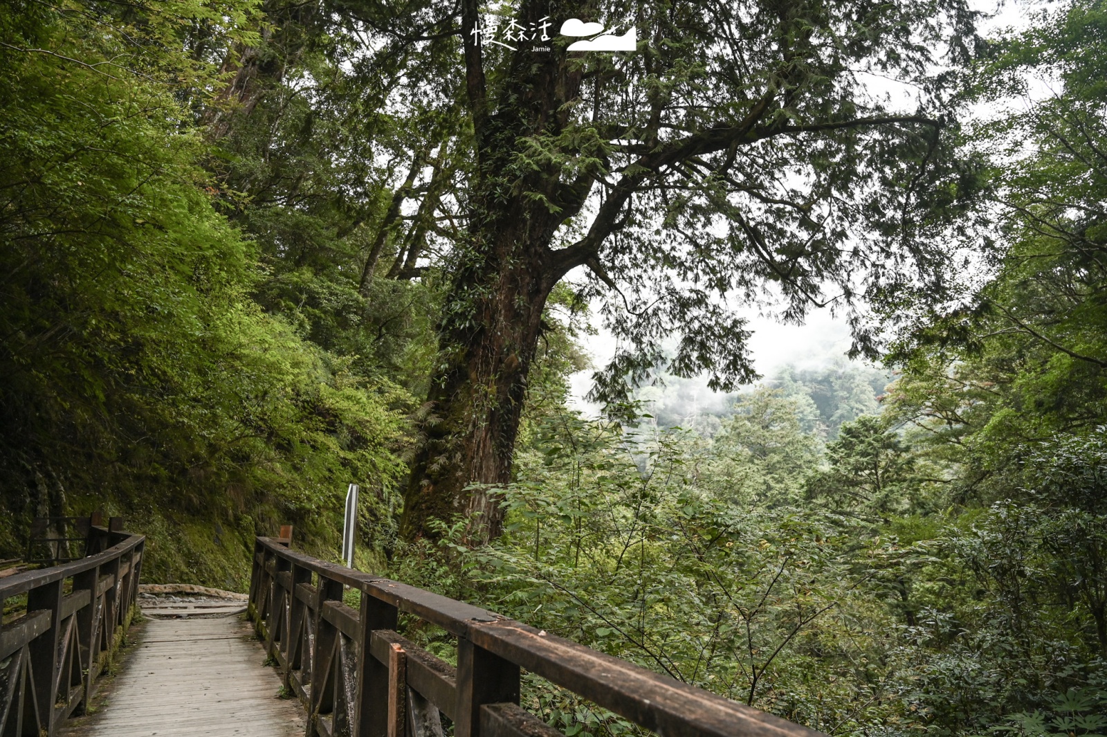 桃園復興區 拉拉山國家森林遊樂區 拉拉山巨木區 19號巨木