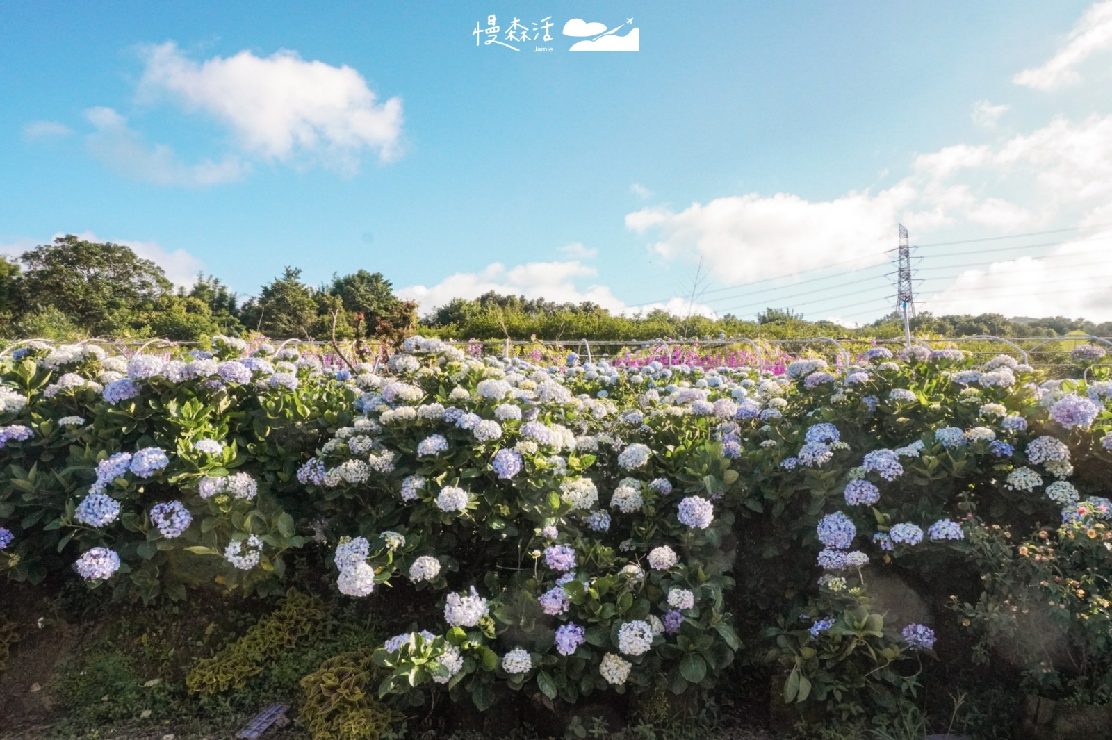 新北市 高家繡球花萬里第三園區 繡球花