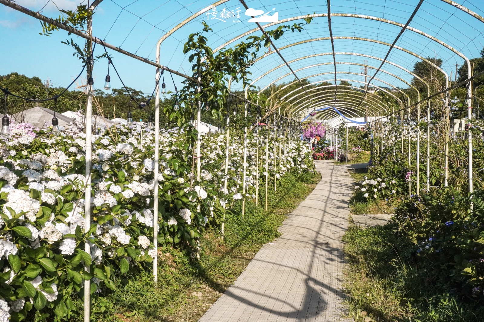 新北市 高家繡球花萬里第三園區 繡球花