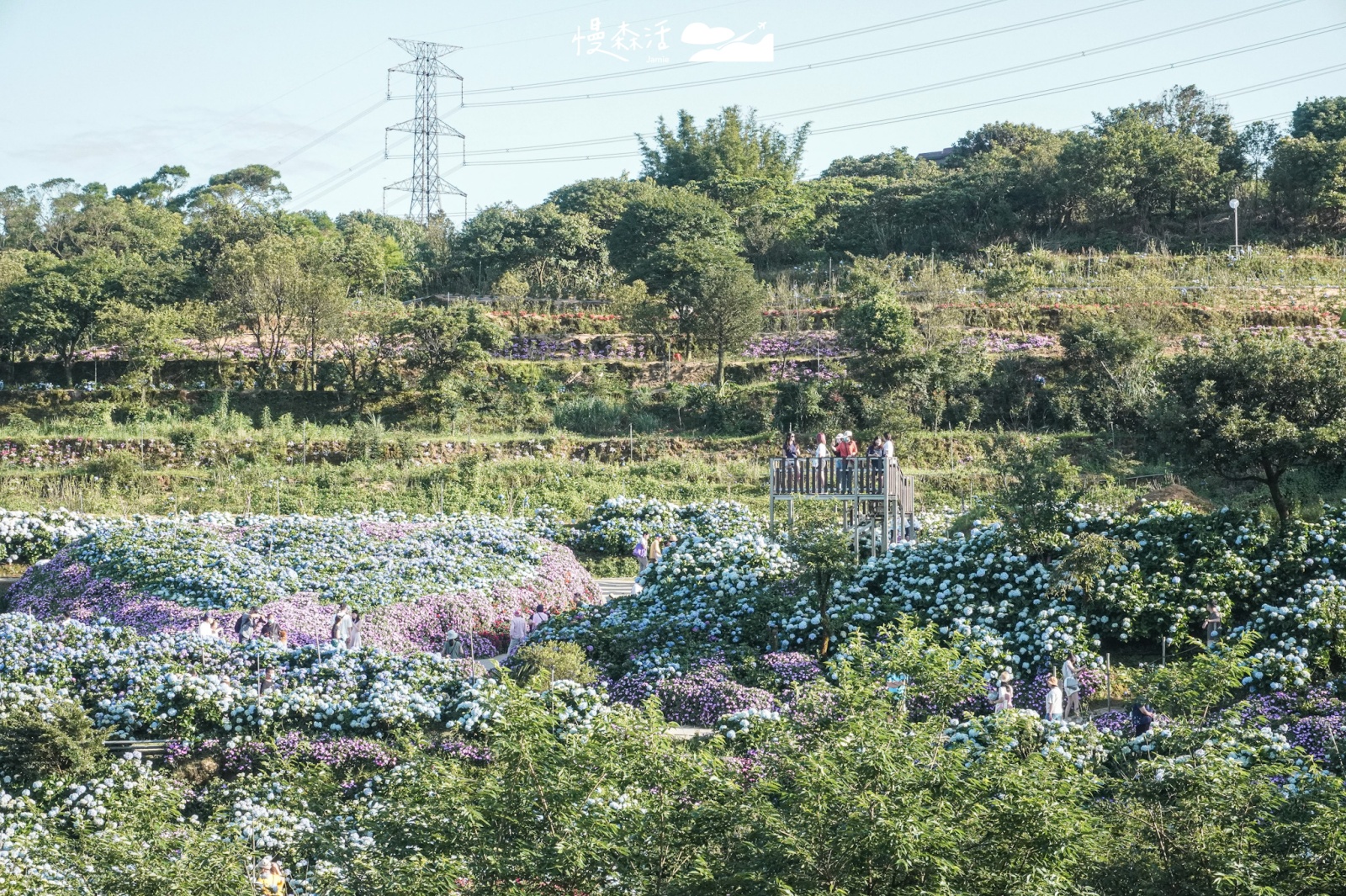 新北市 高家繡球花萬里第三園區 繡球花