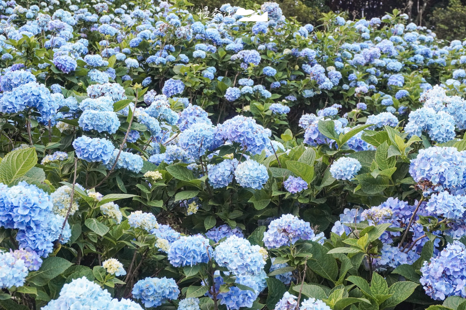 新北市 高家繡球花萬里第三園區 繡球花