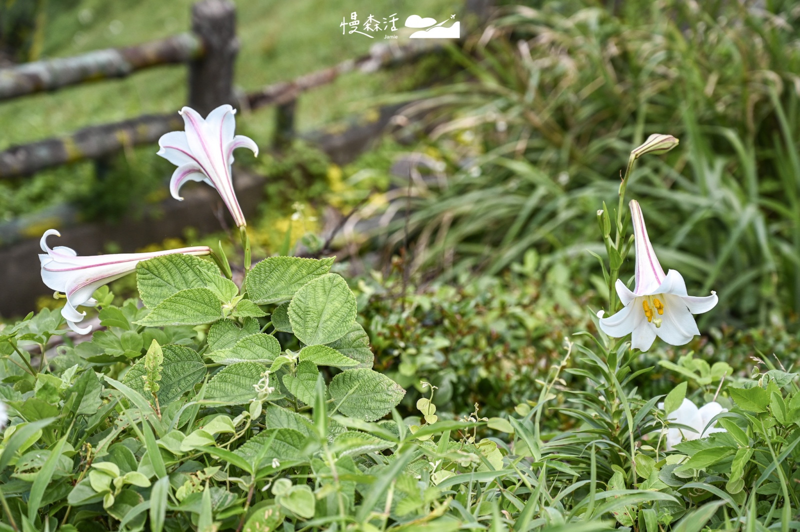 基隆望幽谷步道沿線海蝕地形 野百合