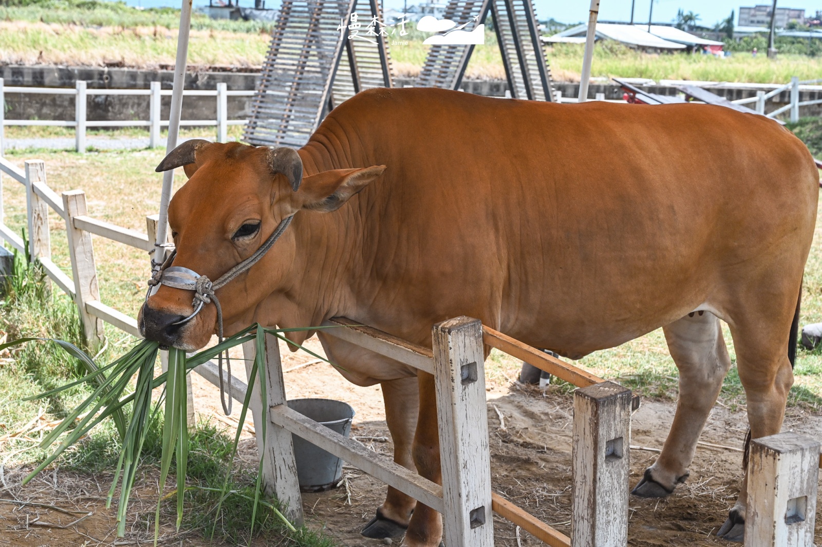 宜蘭壯圍鄉 牛頭司-耕牛小學堂餵牛吃草