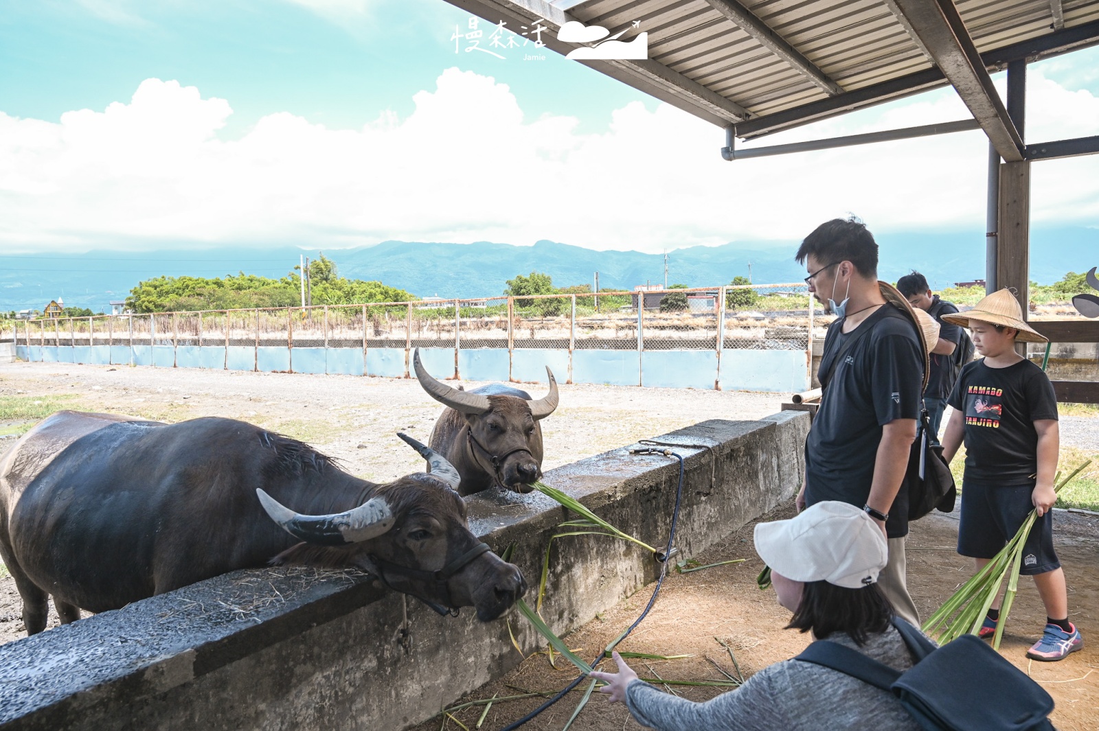 宜蘭壯圍鄉 牛頭司-耕牛小學堂餵水牛吃草