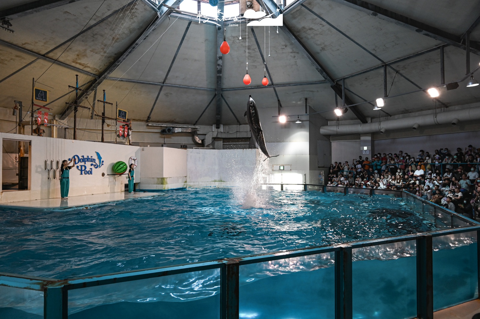 日本北海道登別市 登別尼克斯海洋公園 海豚表演秀