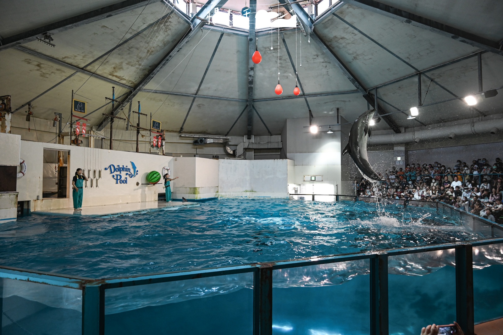 日本北海道登別市 登別尼克斯海洋公園 海豚表演秀
