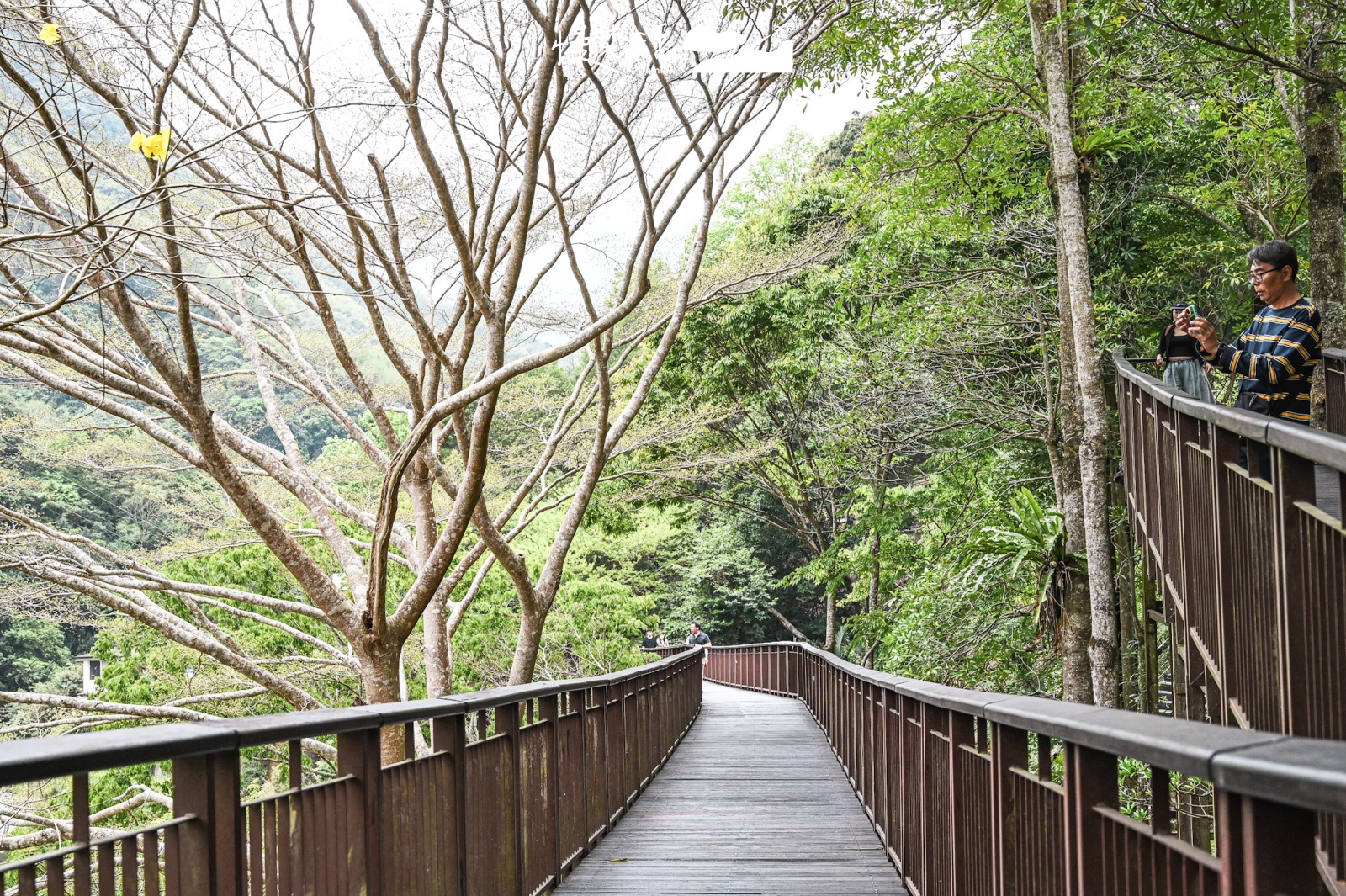 桃園小烏來風景特定區｜小烏來天空步道 水岸綠廊步道