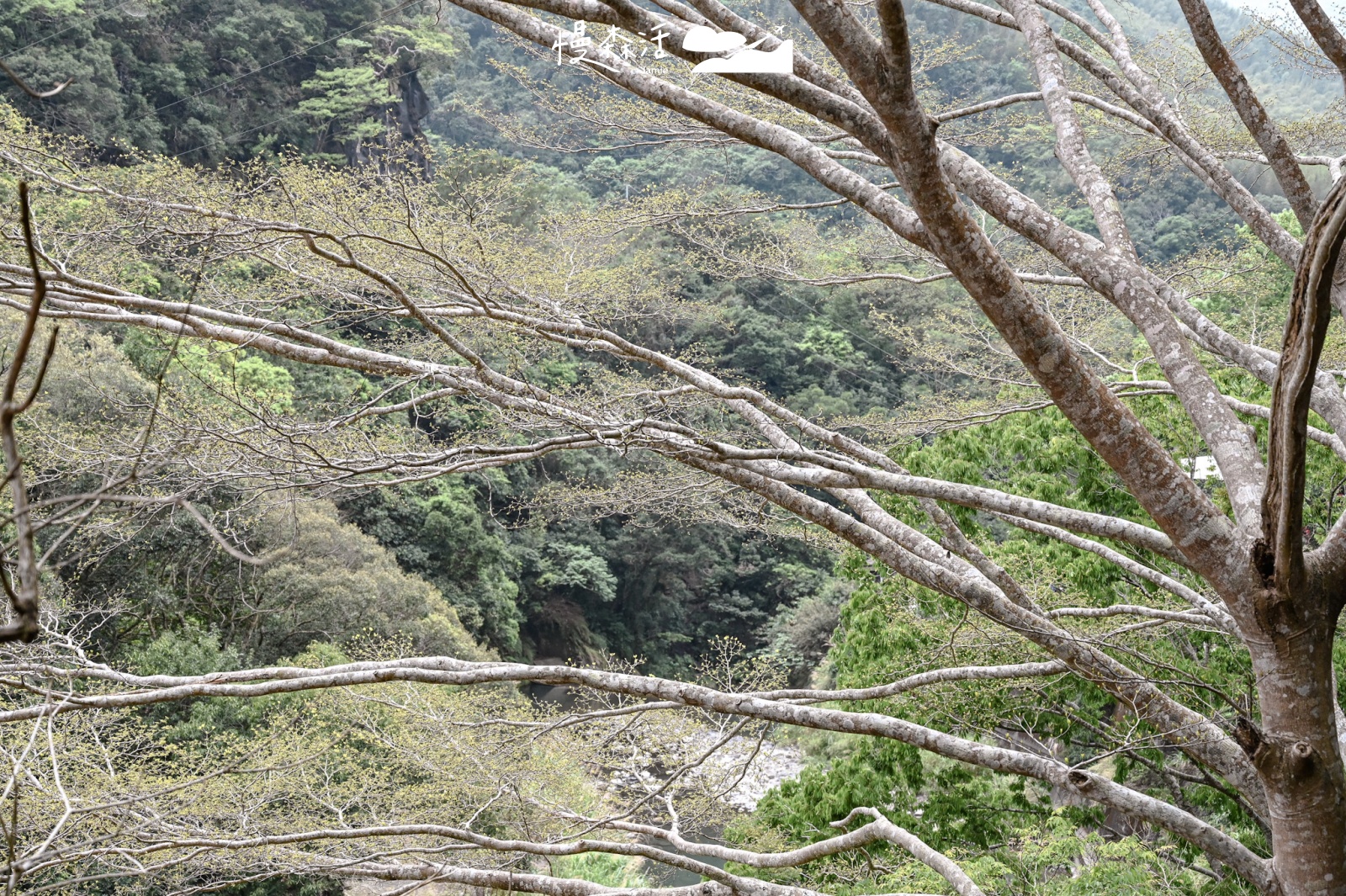 桃園小烏來風景特定區｜小烏來天空步道 水岸綠廊步道