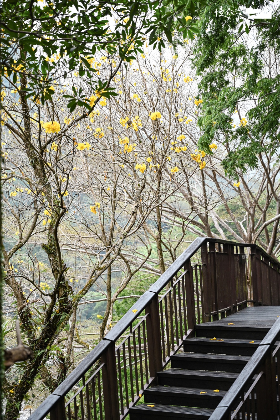 桃園小烏來風景特定區｜小烏來天空步道 水岸綠廊步道