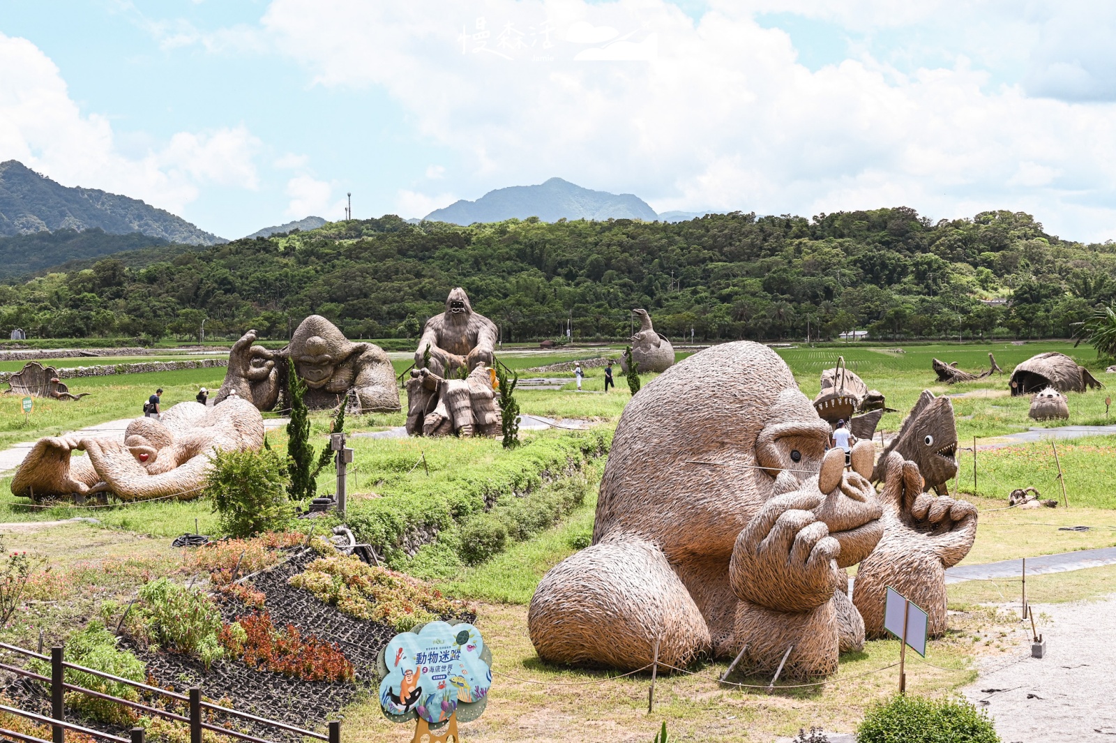 花蓮富里鄉｜富里花海景觀區