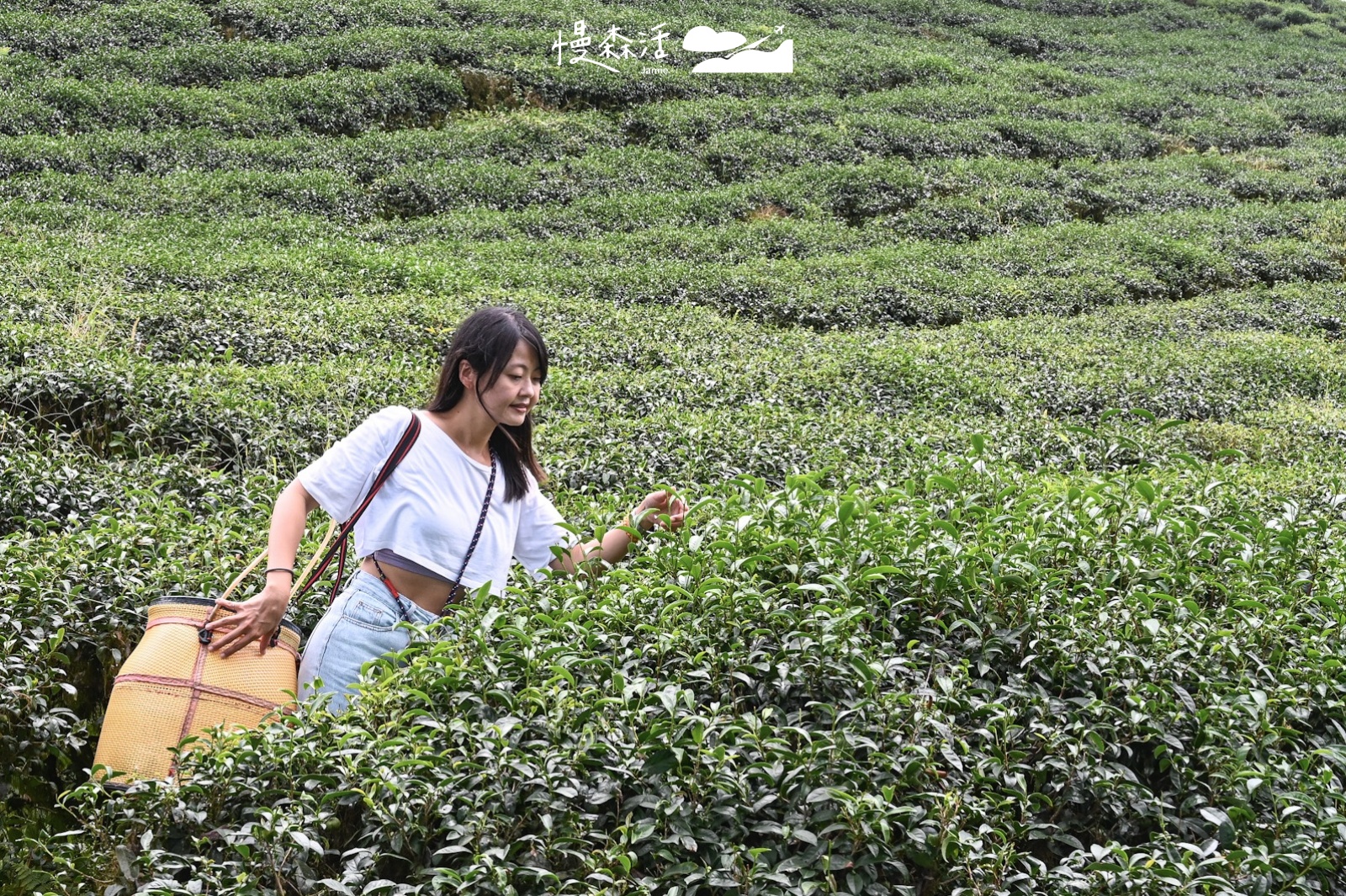 花蓮富里鄉 六十石山採茶體驗