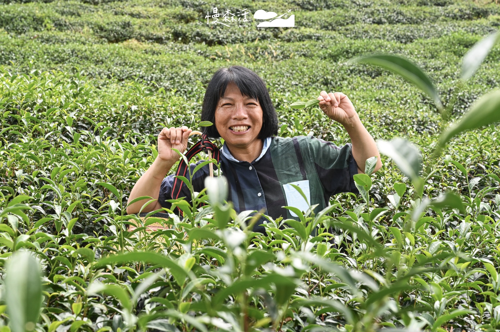 花蓮富里鄉 六十石山 龍安製茶廠採茶