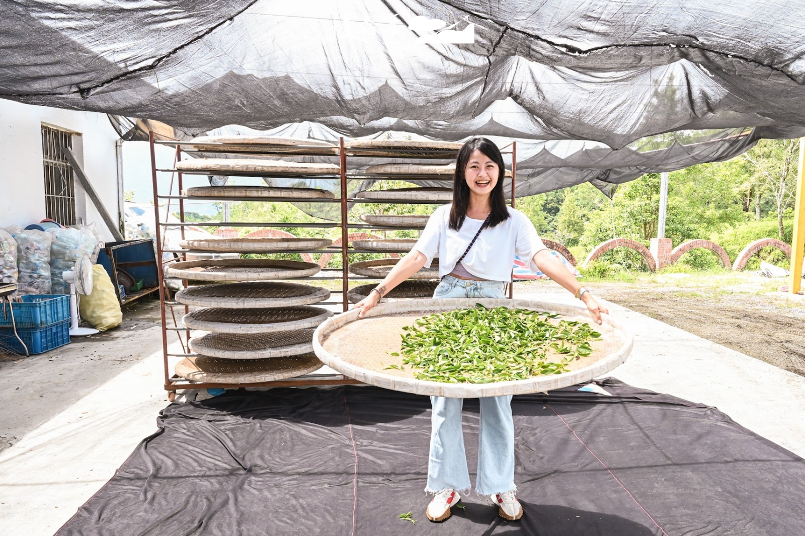 花蓮富里鄉 六十石山 龍安製茶廠採茶體驗