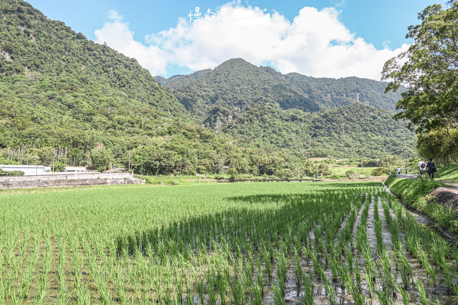 花蓮富里鄉｜羅山竹林步道