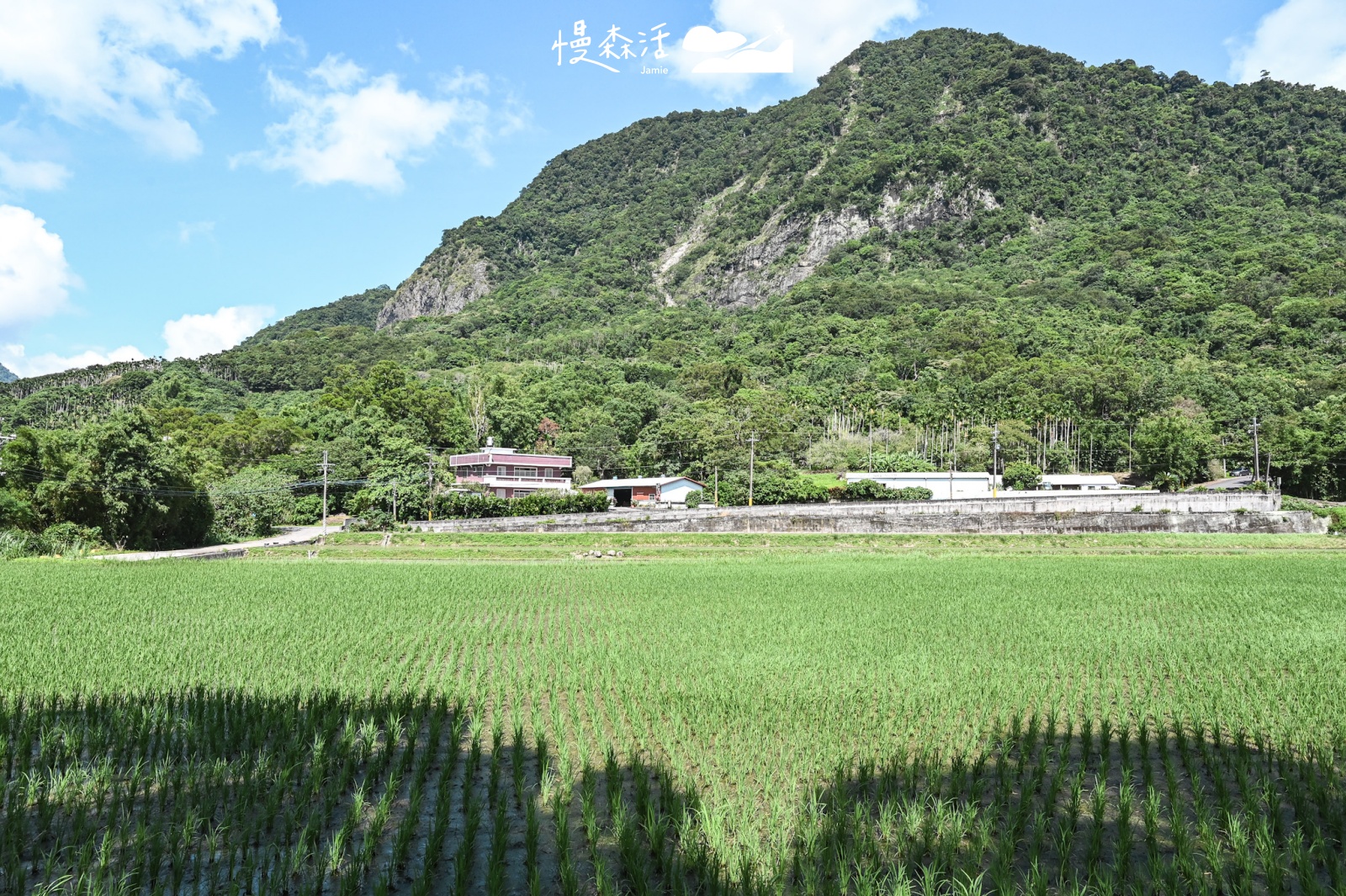 花蓮富里鄉稻田