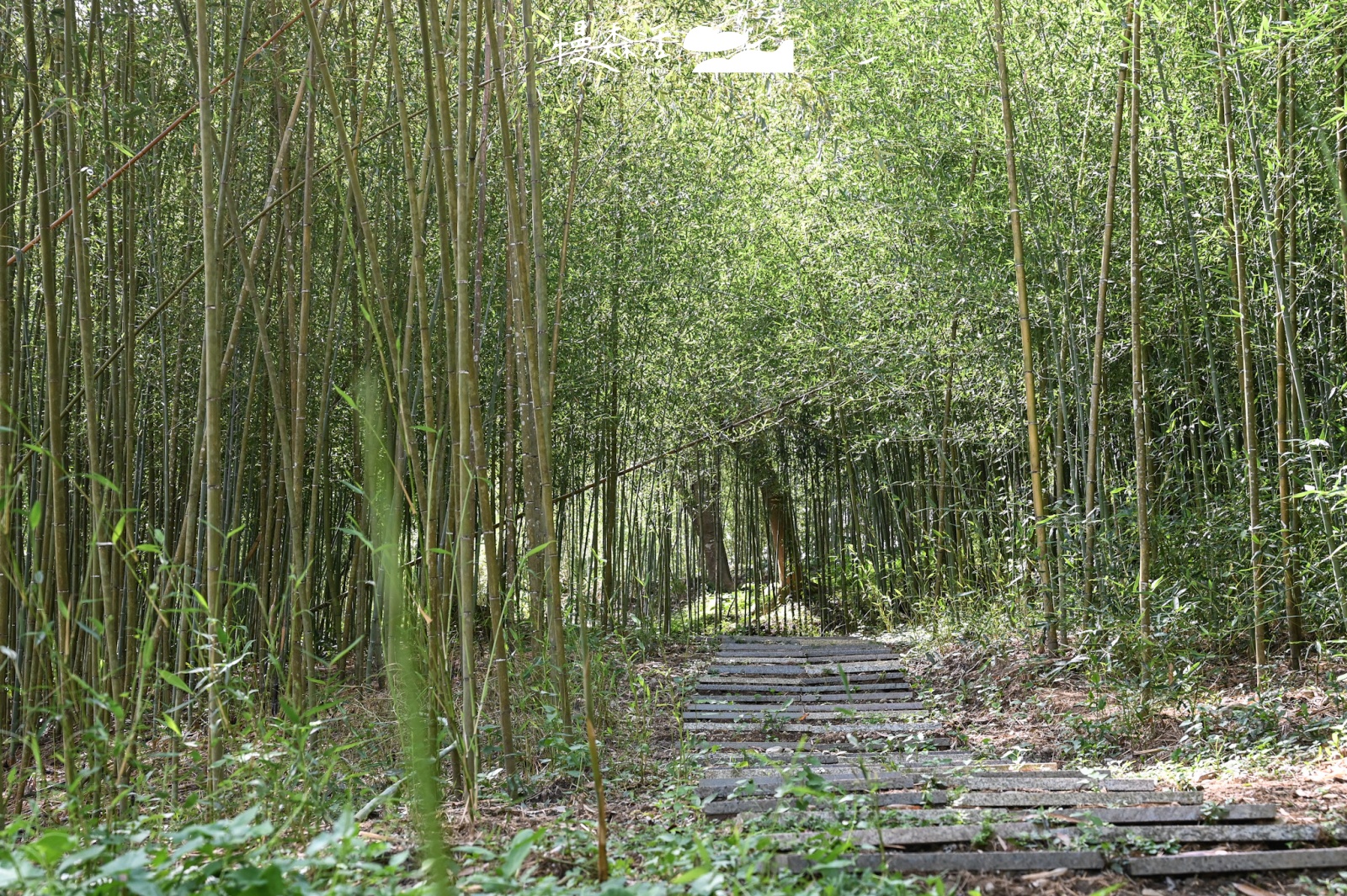 花蓮富里鄉 羅山竹林步道