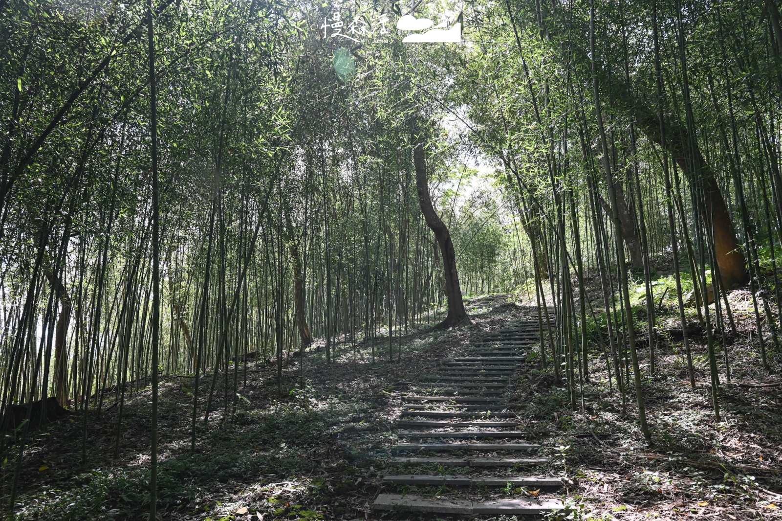 花蓮富里鄉景點！漫步羅山秘境竹林步道觀瀑布湖景