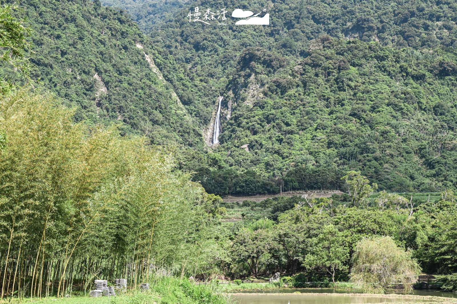 花蓮富里鄉｜羅山竹林步道