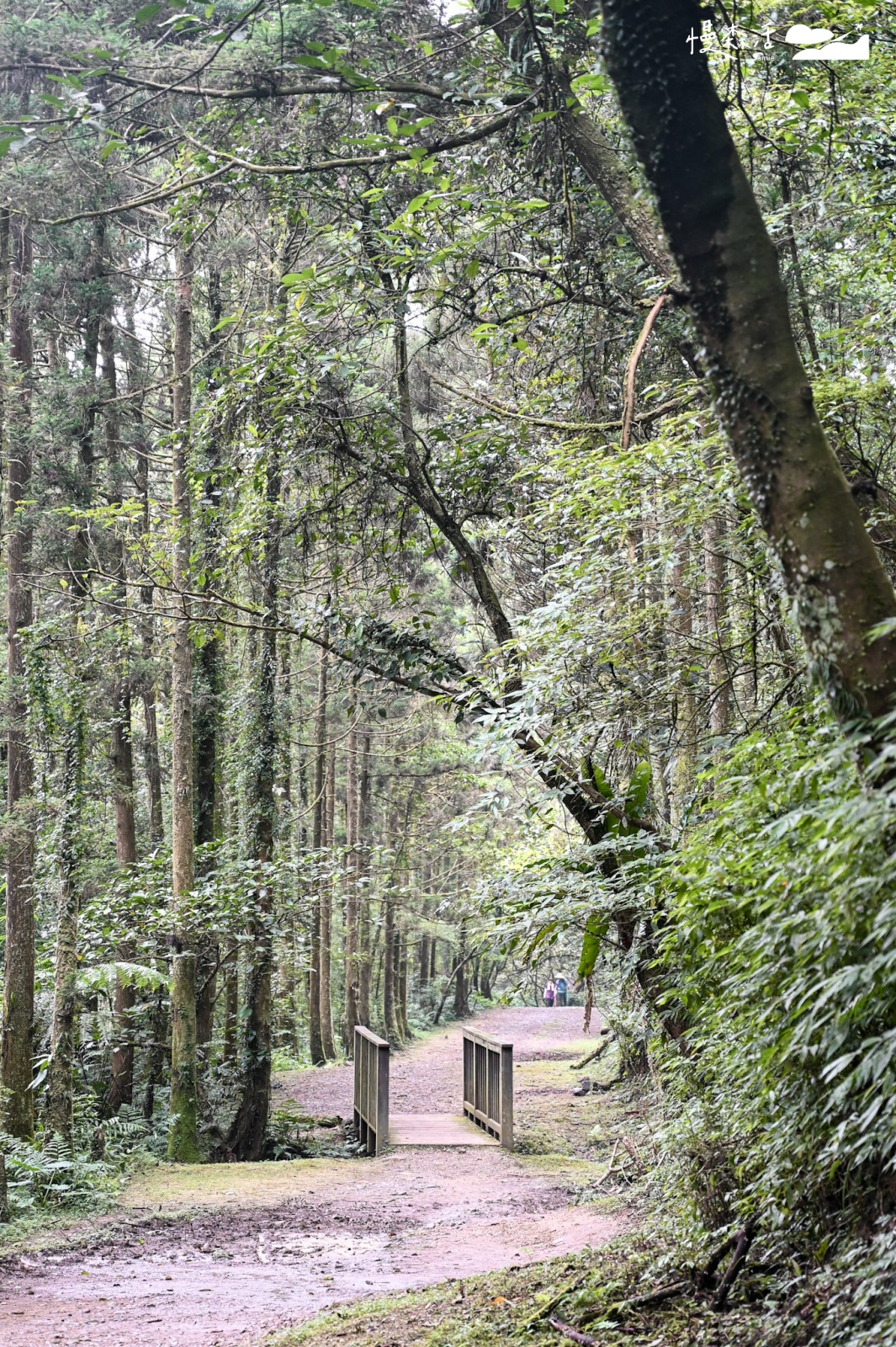 新北市雙溪區｜坪溪古道