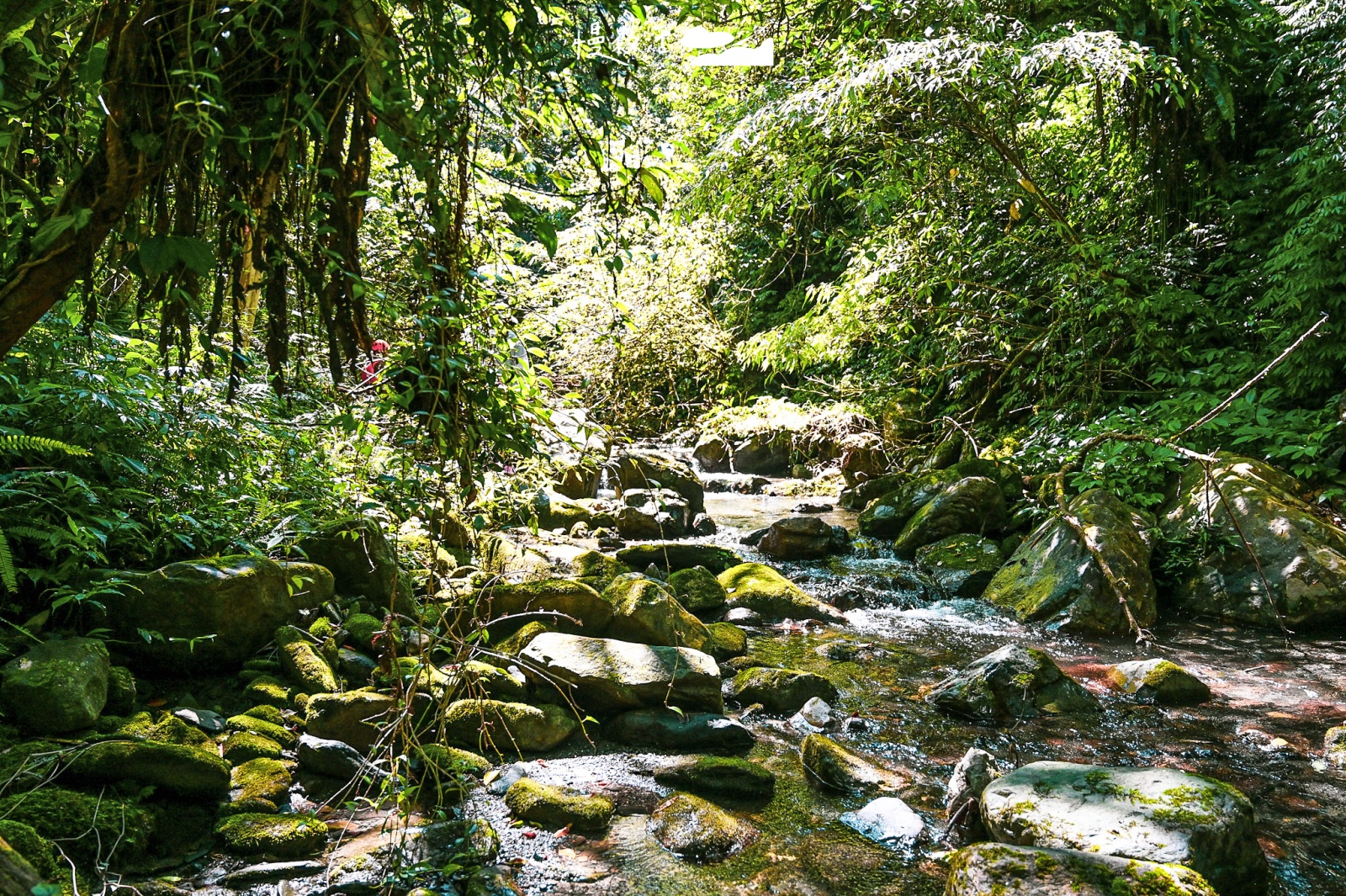 宜蘭縣大同鄉｜松羅國家步道